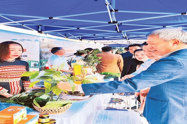 Nâng tầm giá trị sâm Ngọc Linh