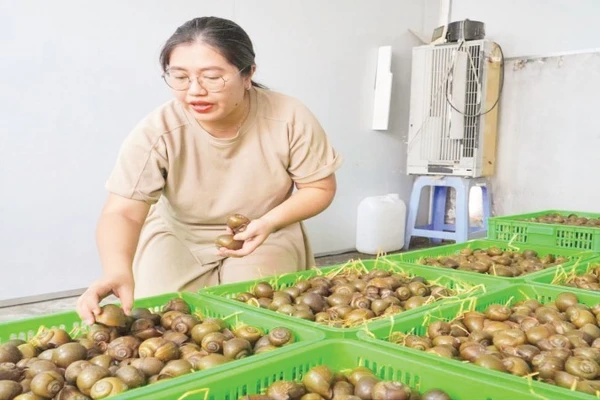 Khu vực "ru ngủ" ốc của gia đình chị Đặng Thế Quỳnh Anh.