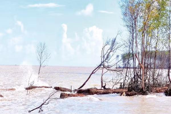 Sóng biển tàn phá đai rừng phòng hộ, gây sạt lở nghiêm trọng tại cửa biển Bồ Đề, xã Tam Giang.