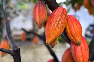 Ảnh minh họa: TTXVN
