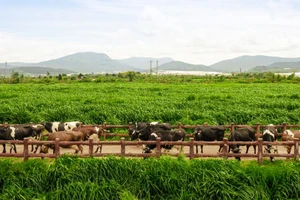 Hệ thống 15 trang trại đạt chuẩn Organic châu Âu và Global S.L.P là nền tảng giúp Vinamilk chủ động nguồn nguyên liệu chất lượng cao. (Ảnh: MINH ANH)