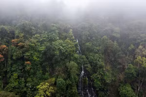 Hành trình giữ xanh đại ngàn Pù Mát