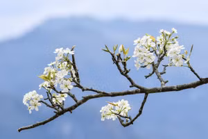 Hồng Thái - Từ "nàng thơ" vùng cao Tuyên Quang đến bài toán phát triển du lịch bền vững