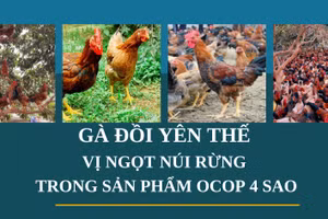 Gà đồi Yên Thế: Vị ngọt núi rừng trong sản phẩm OCOP 4 sao