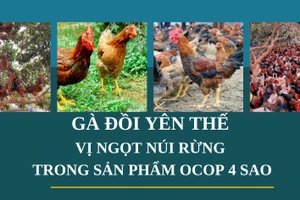 Gà đồi Yên Thế: Vị ngọt núi rừng trong sản phẩm OCOP 4 sao