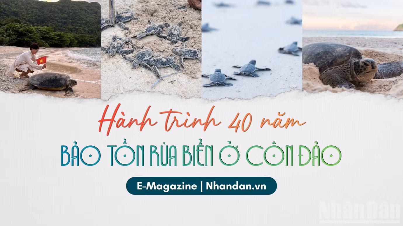 Hành trình 40 năm bảo tồn rùa biển ở Côn Đảo