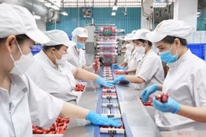 Lao động nữ tại Công ty Vissan. (Ảnh nhandan.vn)
