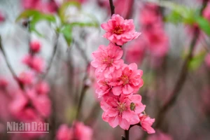 Ảnh THÀNH ĐẠT.