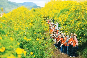 Mùa vàng rực rỡ ở Tây Nguyên