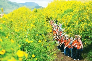 Mùa vàng rực rỡ ở Tây Nguyên