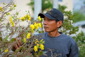 Những bông hoa nở sớm khiến người trồng mai ở phường An Nhơn Đông lo lắng. Ảnh: NGUYỄN GIA