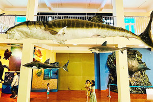 Điều thú vị tại Viện Hải dương học Nha Trang