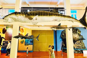 Viện Hải dương học Nha Trang là điểm đến được nhiều du khách lựa chọn.