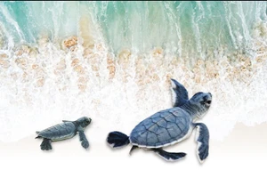 Nâng bước rùa con về biển lớn