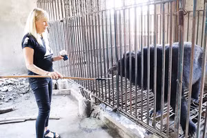 Cứu hộ 2 cá thể gấu ngựa