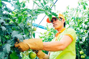 Người dân áp dụng các mô hình sản xuất khoa học để đem lại hiệu quả cao. Ảnh: NAM ANH