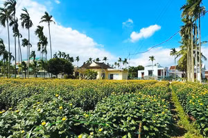 Sôi động ở một làng hoa