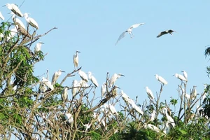 Nơi đất lành chim đậu. Nguồn: Khu di tích quốc gia danh lam thắng cảnh Đảo Cò.