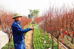 Chăm đào chờ “mùa thu hoạch”. Ảnh: ANH QUÂN