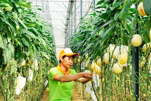 Chăm sóc vườn dưa lưới tại Lâm Đồng. Ảnh: NGUYỆT ANH