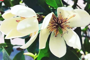 Mùi ký ức lan tiêu đã chín