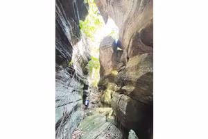 Kỳ quan giữa rừng già