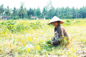 Áp lực mưu sinh khiến người dân tiếp tục gieo trồng trên mảnh đất bạc màu. Ảnh: NAM ANH