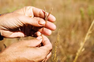 Cây Kernza đang phát triển trên các cánh đồng nghiên cứu. Ảnh: BEN MARTYNOGA