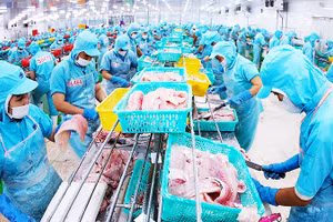 Chế biến cá tra phi-lê xuất khẩu ở nhà máy của Tập đoàn Sao Mai, tỉnh An Giang. Ảnh: VŨ SINH