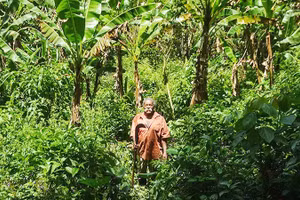 Những vườn chuối xen rừng tại Công viên bang Oedra Branca. Ảnh: THE GUARDIAN
