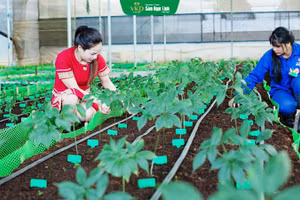 Công nhân chăm sóc vườn sâm giống của Tập đoàn Y dược sâm Ngọc Linh Việt Nam.