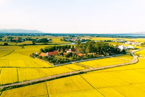 Mùa vàng ở Làng Sông