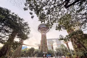 Rừng siêu cây thuộc hệ sinh thái của GBB.