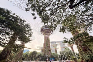 Rừng siêu cây thuộc hệ sinh thái của GBB.