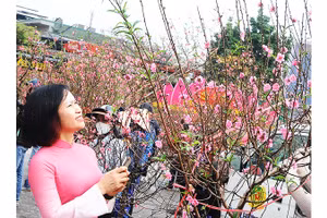 Ngày xuân ra phố mua cây