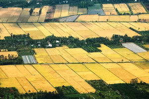 Đồng ruộng miền Tây vào mùa.