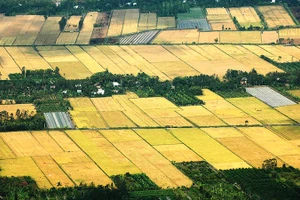 Đồng ruộng miền Tây vào mùa.