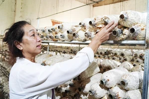 Nữ cựu chiến binh Lê Thị Nguyệt trong khu xưởng trồng nấm.