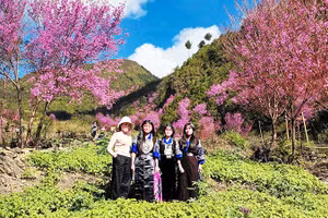 Khi rẻo cao thắm sắc tớ dày