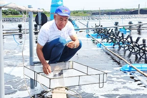 Nông dân Lê Văn Sấm đầu tư phát triển mô hình trang trại trong nuôi tôm công nghệ mang lại hiệu quả kinh tế cao.