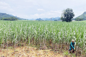 Giữ mía Phục Hòa