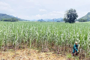 Canh tác giữa thung lũng mía rộng hàng nghìn ha ở xã Phục Hòa, tỉnh Cao Bằng.