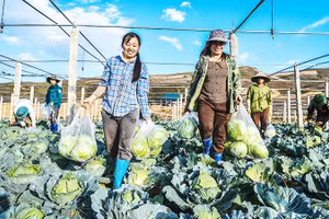 HTX khu vực nông nghiệp giữ vai trò quan trọng trong phát triển nông thôn và tổ chức sản xuất cho nông dân. Ảnh: THÀNH ĐẠT