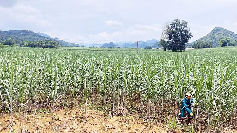 Canh tác giữa thung lũng mía rộng hàng nghìn ha ở xã Phục Hòa, tỉnh Cao Bằng.