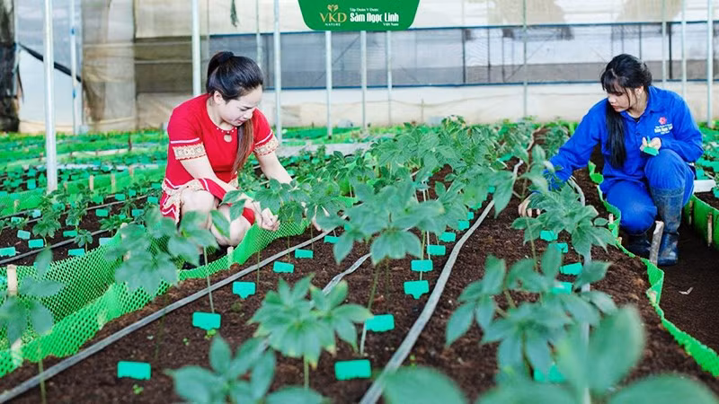 Công nhân chăm sóc vườn sâm giống của Tập đoàn Y dược sâm Ngọc Linh Việt Nam.