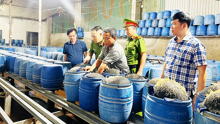 Đại tá Trần Quốc Huy, Phó Giám đốc Công an tỉnh Lào Cai, trực tiếp chỉ đạo hoạt động kiểm tra các cơ sở làm giá đỗ trên địa bàn tỉnh. Ảnh: TTXVN