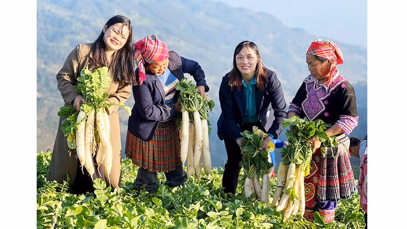 Hợp tác xã Hạnh Mơi là điểm sáng liên kết nông nghiệp của xã.