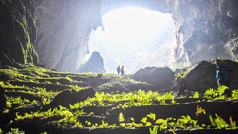 Thảm thực vật trong hang. 46.jpg