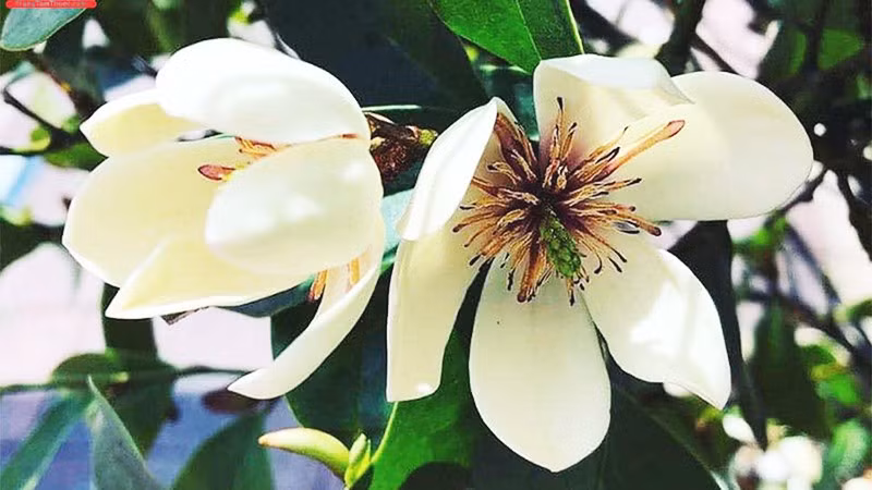 Mùi ký ức lan tiêu đã chín