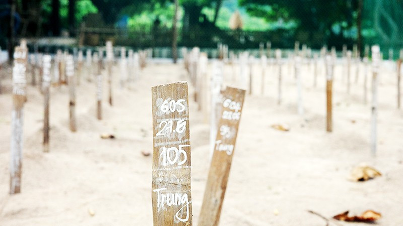 Ổ 105 trứng, được rùa mẹ đẻ ngày 27/6 có số thứ tự 605. 43.jpg